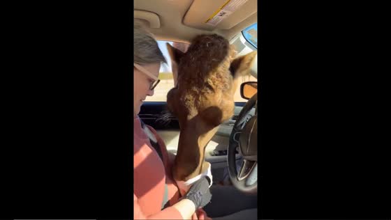 Close encounter: camel feasts on treats straight from car window at Eudora wild life safari park
