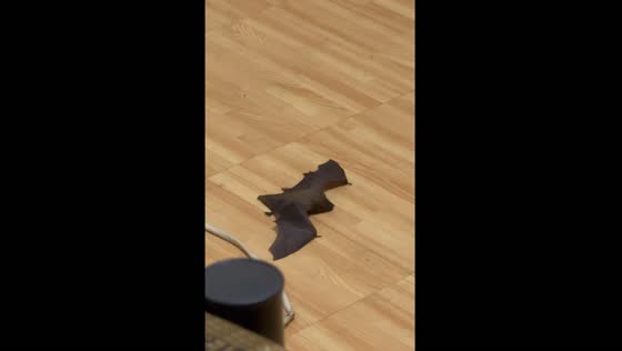 Bat intruder startles girl in Rizal, Philippines