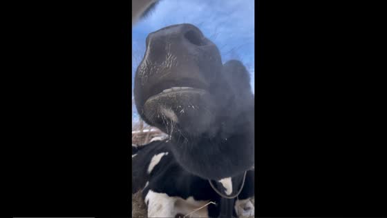 Cold-weather serenade: Hokkaido cow's musical breath creates misty symphony