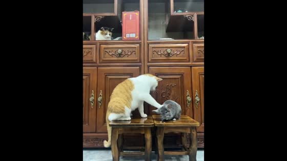 Cat gently interacts with chinchilla on wooden table in Guizhou, China