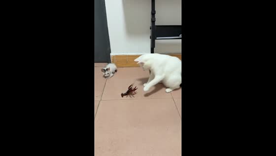 Kitten startled by crayfish during playful encounter in Guangdong, China