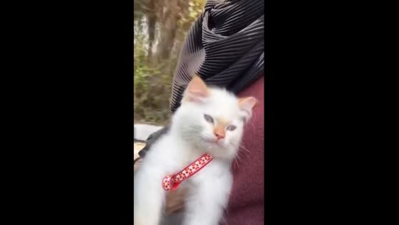 Cat Yobo's adventurous motorcycle ride: a whisker-wild journey in Jakarta!