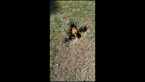 Pet dog hides in hole in Roldán, Santa Fe, Argentina