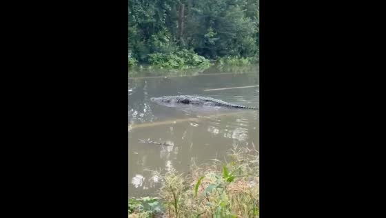 Crocodile found walking on flooded road in Vadodara, Gujarat