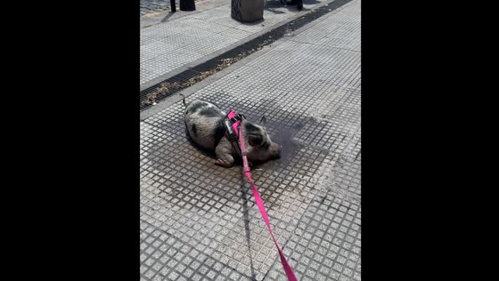 Pet pig enjoys puddle bath in Buenos Aires