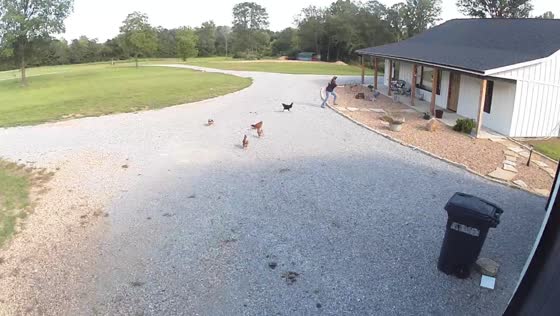 Rooster chases person in Thomasville, Iowa