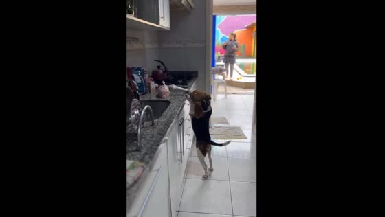 Dog caught in the act of stealing food from kitchen counter