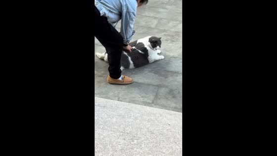 Cat blissfully enjoys relaxing back rubs in Zhejiang, China