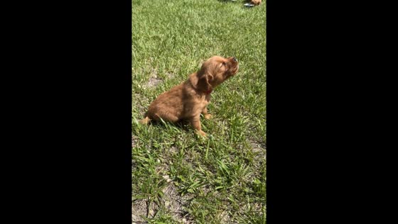 Puppy attempts first howl in Rexburg, Idaho