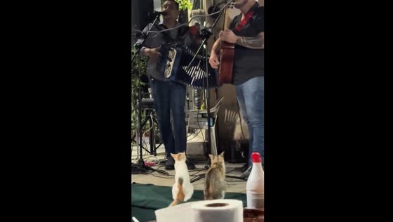 Cats captured enjoying live music performance in Monterrey, Mexico