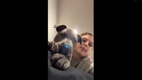 Adorable blue English staffy pup throws hilarious temper tantrum