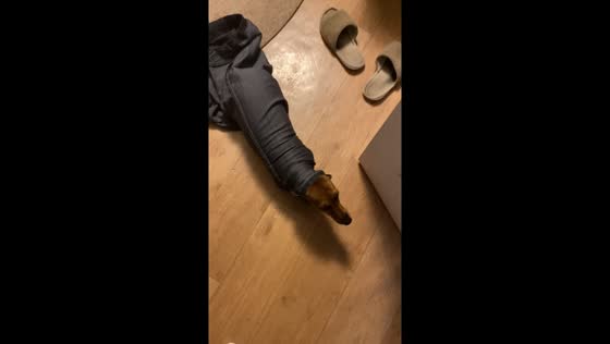 Dog struggles to escape tight fabric wrap in Skidel, Belarus