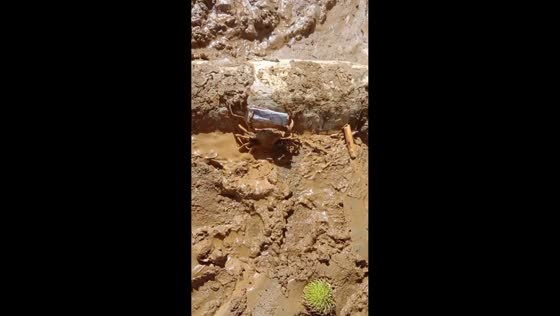Crab humorously clutches money like Mr. Krabs in West Sumatra, Indonesia