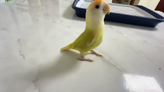 Rosy-faced lovebird shows off backflips in Heilongjiang, China