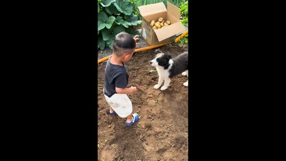 Dog knocks boy over while playing in Hebei, China