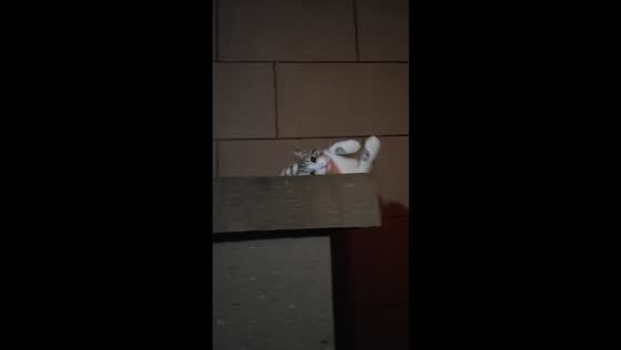 Playful cat rolls off a concrete ledge into the bushes in Guangxi, China