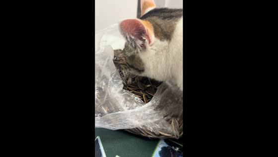 Cats nibbling paws and sunflower seeds in Guizhou, China
