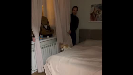 Meet Stitch: The Adorable Corgi Who Plays Hide and Seek in Kazan, Russia