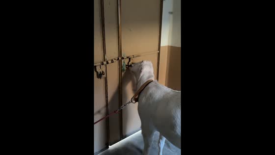 Intelligent goat opens, closes, and locks door in Kharian, Pakistan