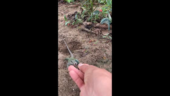 Pet lizards chasing food in Felisburgo, Minas Gerais, Brazil