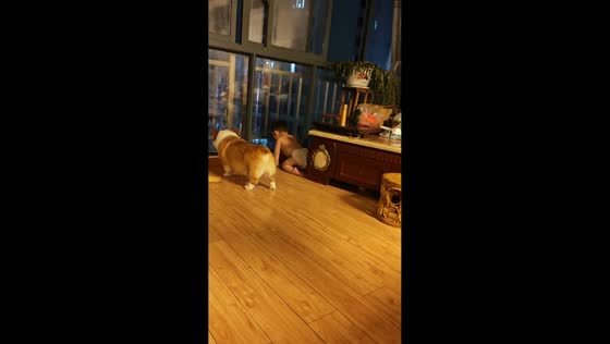 Toddler mimics Corgi barking while playing inside house in Guizhou, China