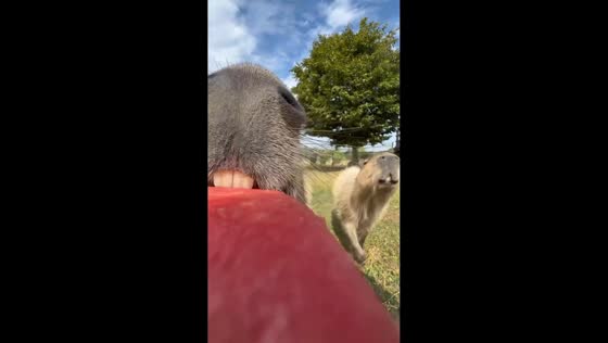Capybaras enjoy watermelon treat at Noah's Ark Zoo Farm in Wraxall, UK