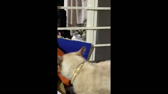Resident cat Snowy rants about newcomer Mr. Coffee in playful video