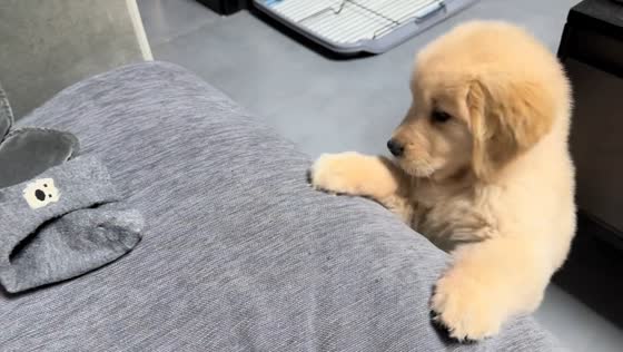 Golden retriever puppy battles a stubborn sock in Shaanxi, China
