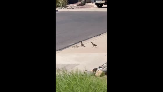 Quail family crosses road with chicks in Phoenix, Arizona, USA
