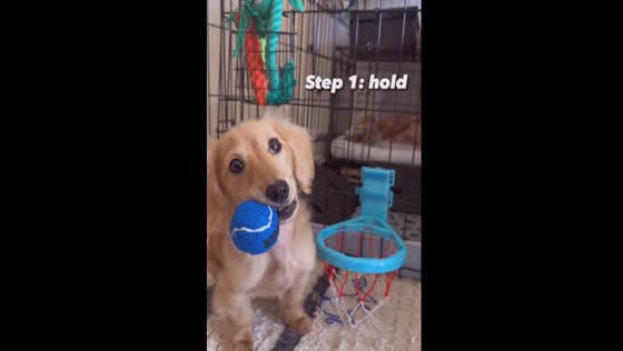 Watch Goooogy, the 5-month-old pup, score big with his impressive basketball skills!