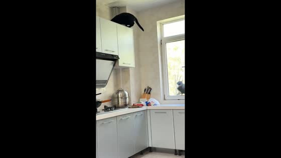 Cat accidentally shuts window on feline companion in Liaoning, China