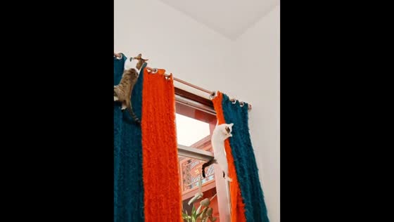 Mischievous cats turn curtains into playground in Shaanxi, China