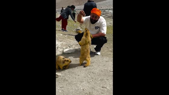 First-time encounter: playing with marmots in Ladakh