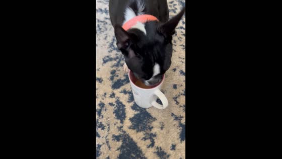 Dog's persistent pursuit of coffee creates playful standoff
