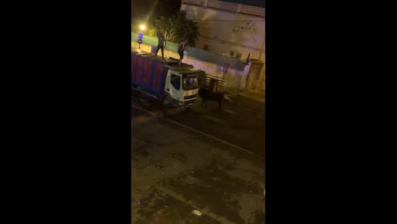 Man falls into bull’s path after bull charges truck in Bétera, Spain