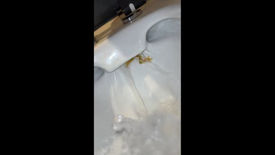 Hidden frog hilariously appears from under toilet seat in Port Hedland, Australia
