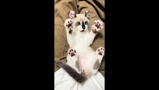 Playful Kinkalow cat enjoys gentle interaction in Shanghai, China