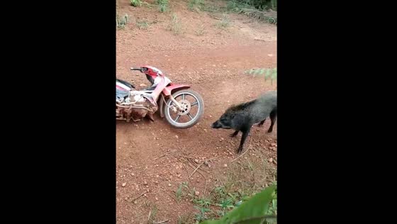 Man climbs palm tree to escape wild boar in Mersing, Johor, Malaysia