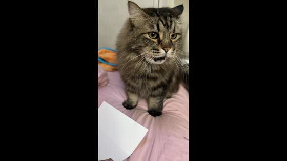 Cat delivers piece of paper to owner in Zhejiang, China