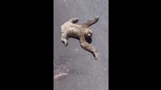 Rescuing a sloth: Claudia Pereira's heroic act on a Brazilian road
