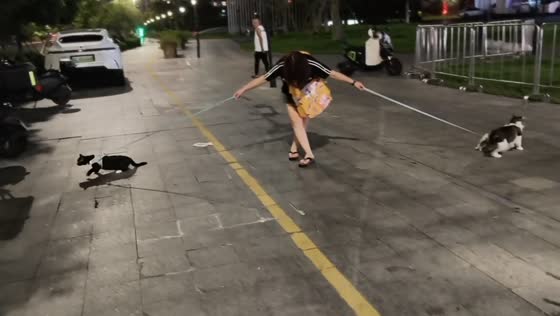 Two cats pull owner in opposite directions during nighttime walk in Zhejiang, China