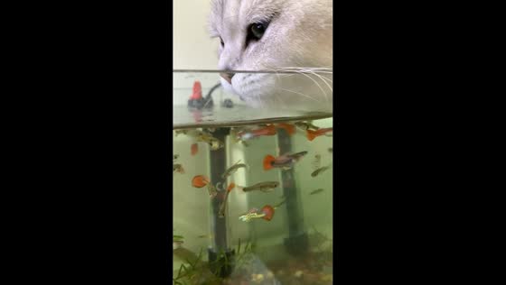 Cat drinks from aquarium in Hebei, China