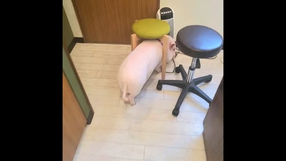 Hana the micro pig unintentionally turns into a mobile furniture mover in Tokyo home