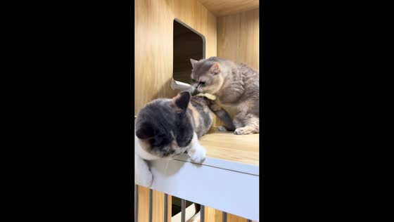 Cat scratches friend’s tail, causing a scolding in Liaoning, China
