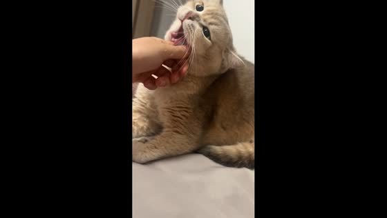Playful interaction with British Shorthair cat in Zhejiang, China