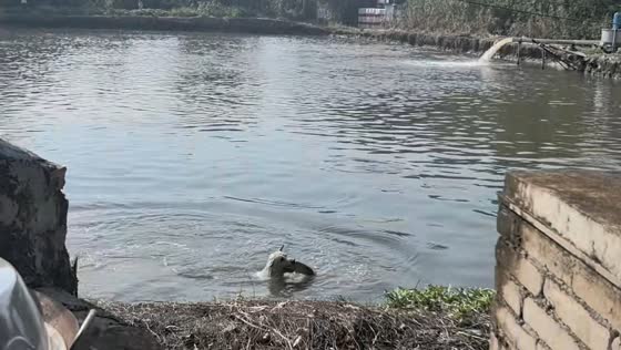 Dog catches a large fish from a pond, then quickly retrieves it after it escapes in Guangdong, China