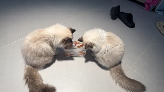 Two cats guard fish container in Shandong, China