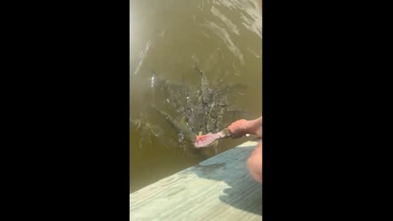 Feeding dolphins: waterfront family moments
