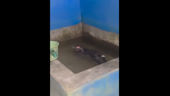 Rabbit found bathing in unexpected moment in Blitar, Indonesia