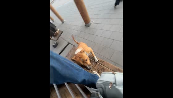 Playful dog chases people around bench swings in Kansk, Russia